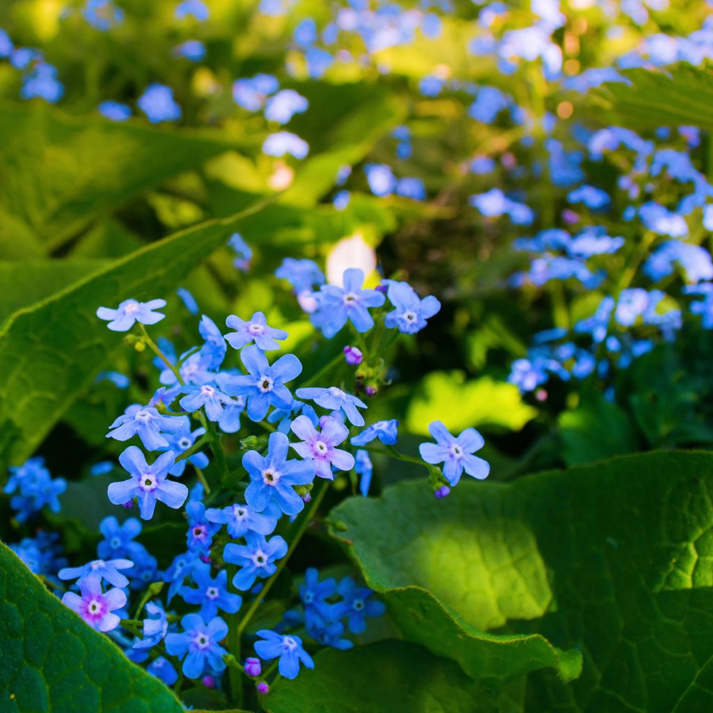 Brunnera sibirica - Sibirisches Vergißmeinnicht