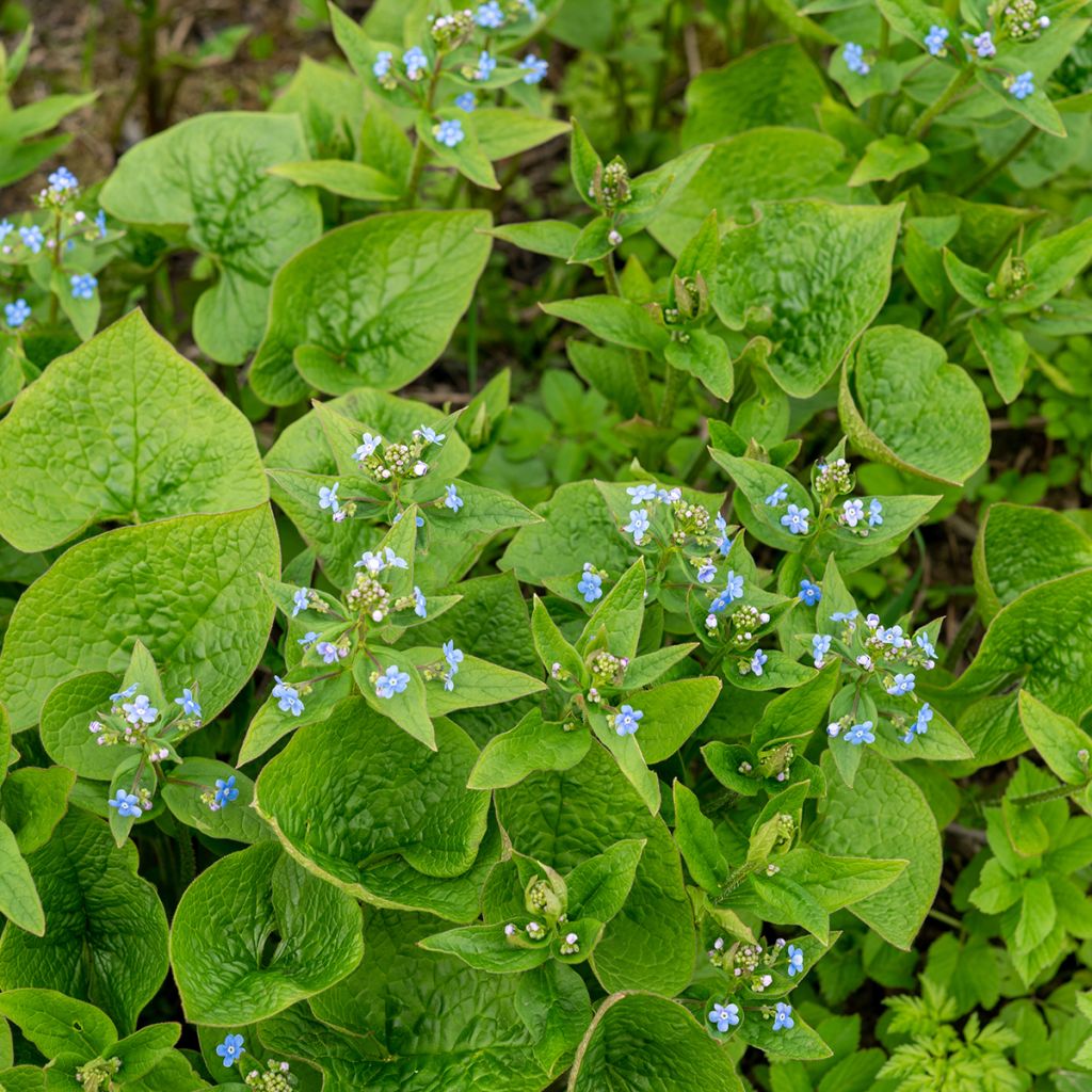 Brunnera sibirica - Sibirisches Vergißmeinnicht