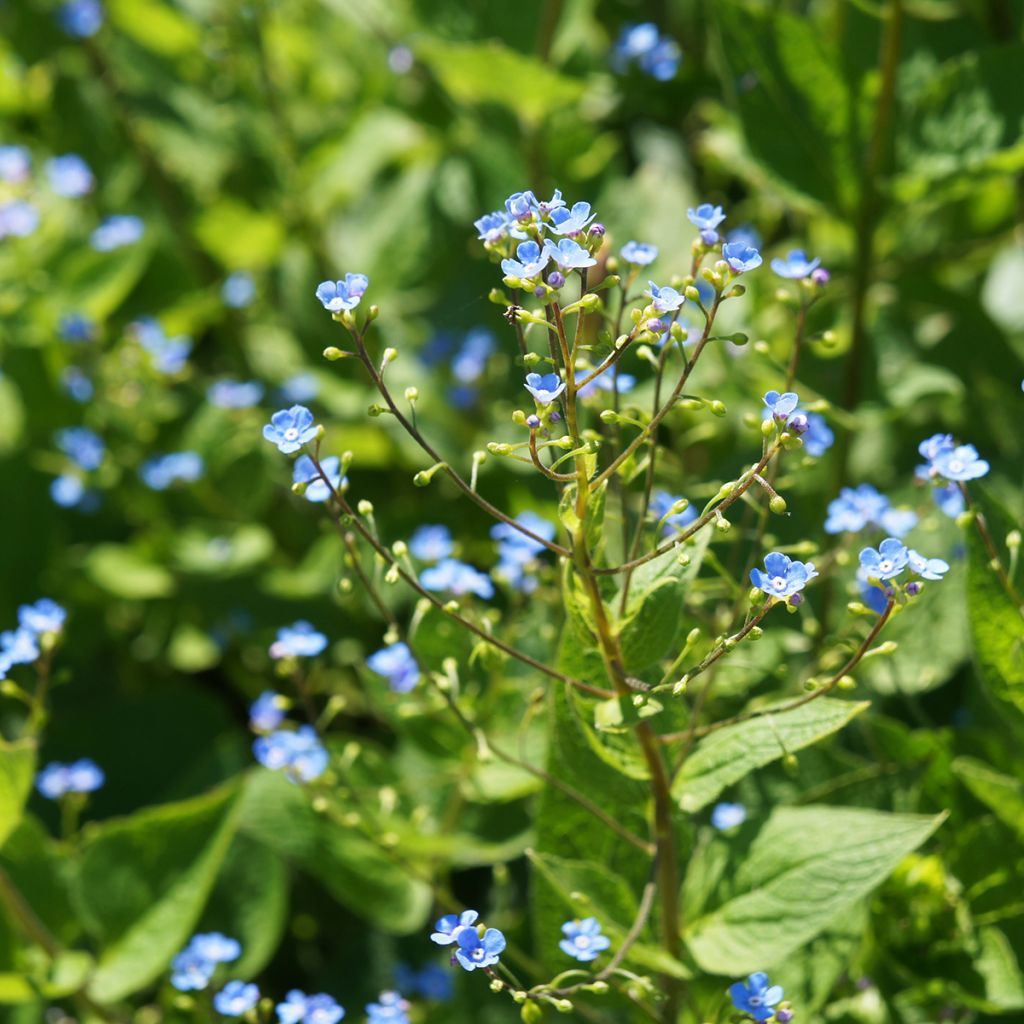 Brunnera sibirica - Sibirisches Vergißmeinnicht