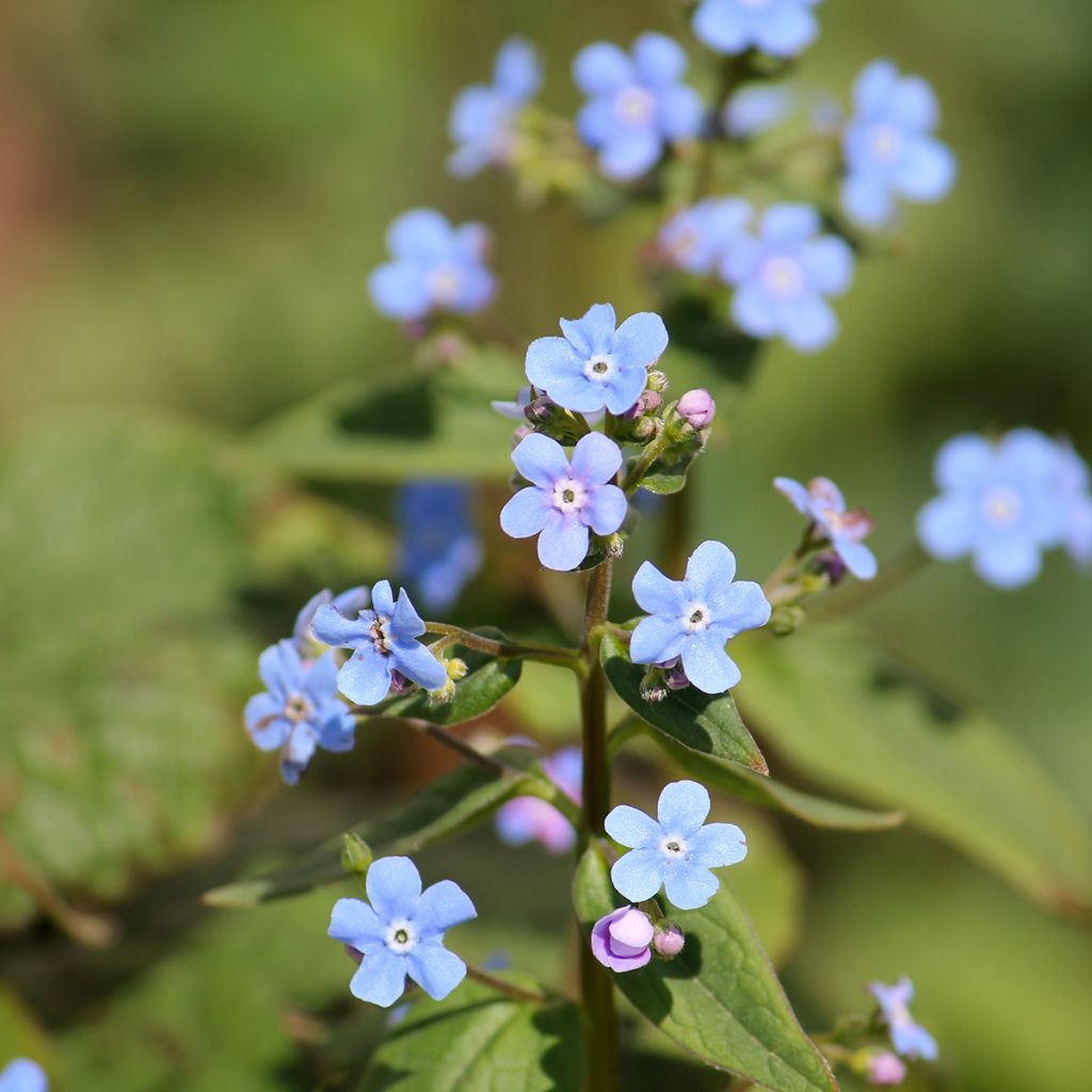 Brunnera sibirica - Sibirisches Vergißmeinnicht