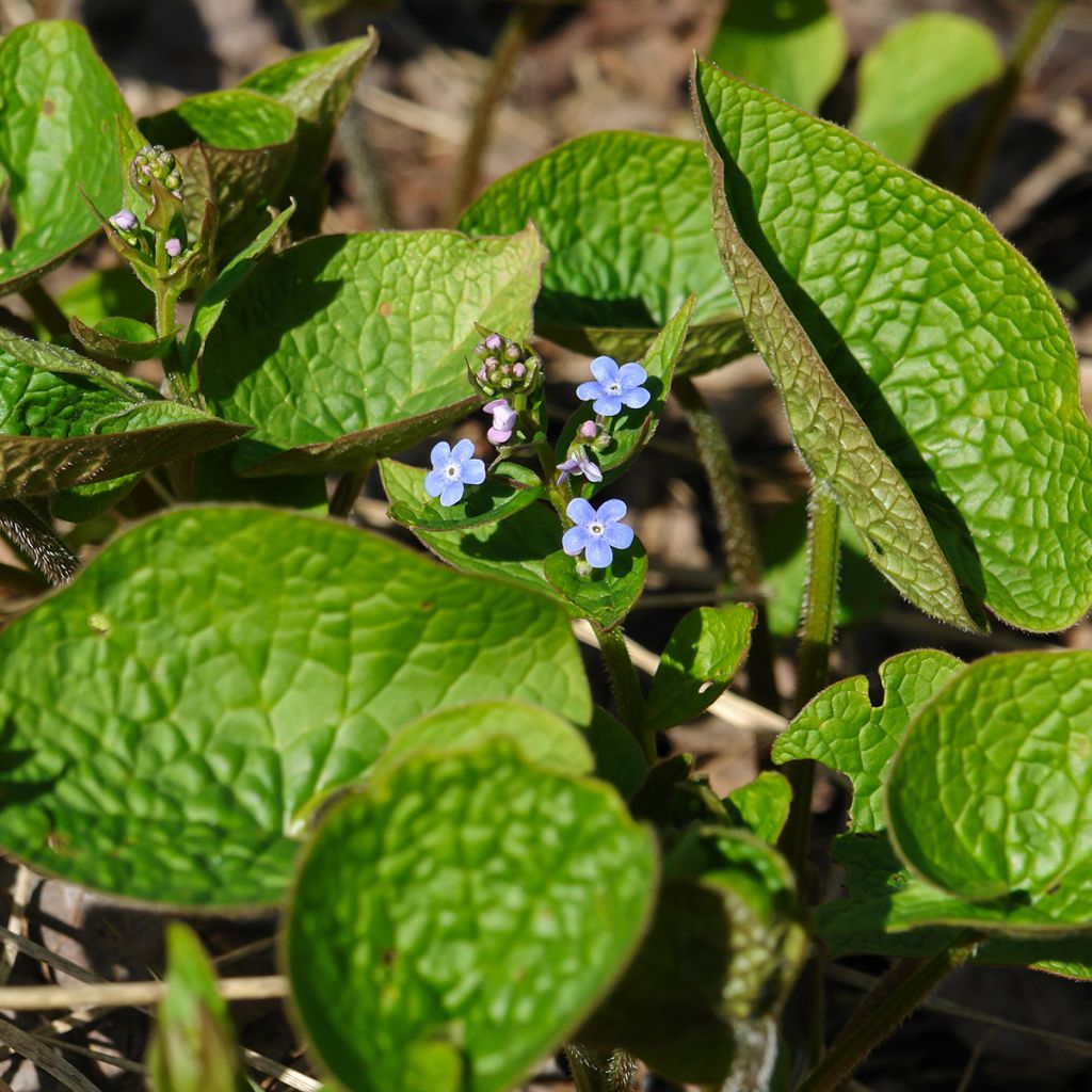 Brunnera sibirica - Sibirisches Vergißmeinnicht