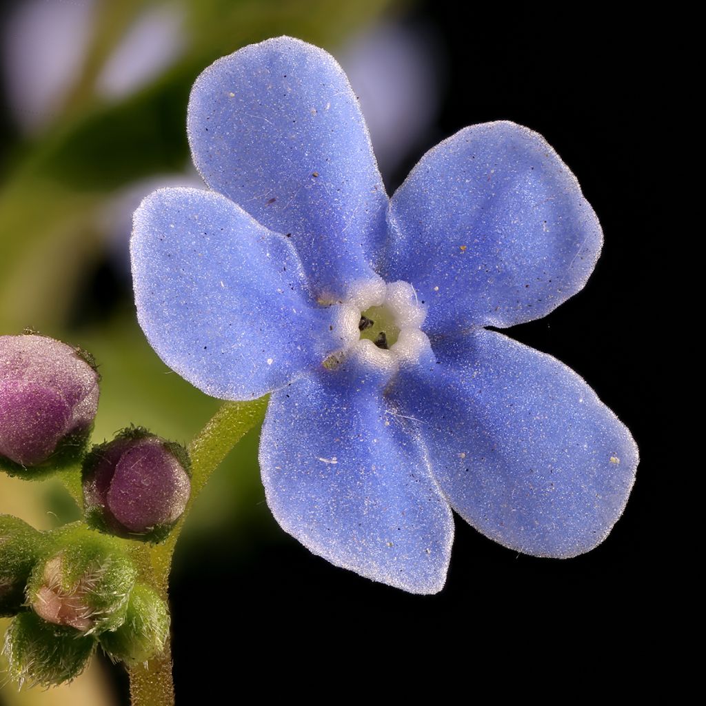 Brunnera sibirica - Sibirisches Vergißmeinnicht