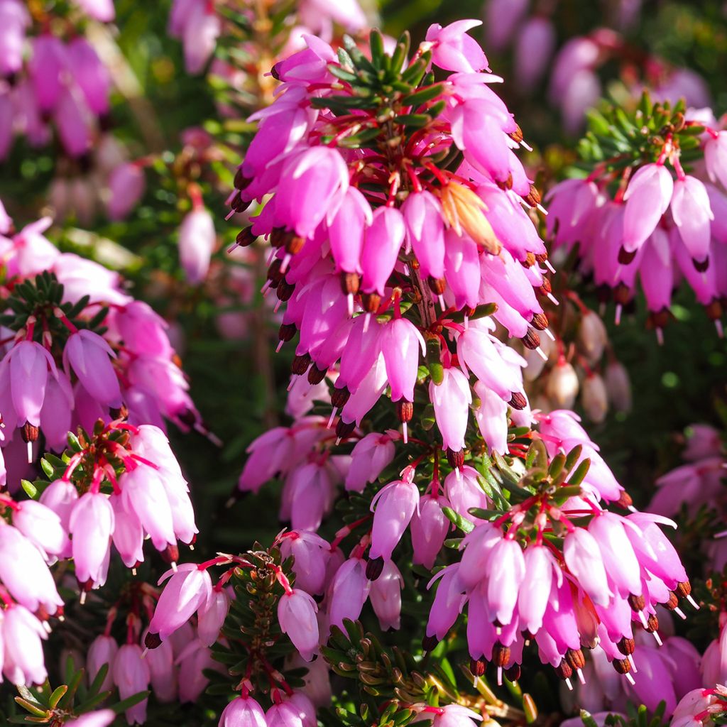 Bruyère Carnea December Red, Erica