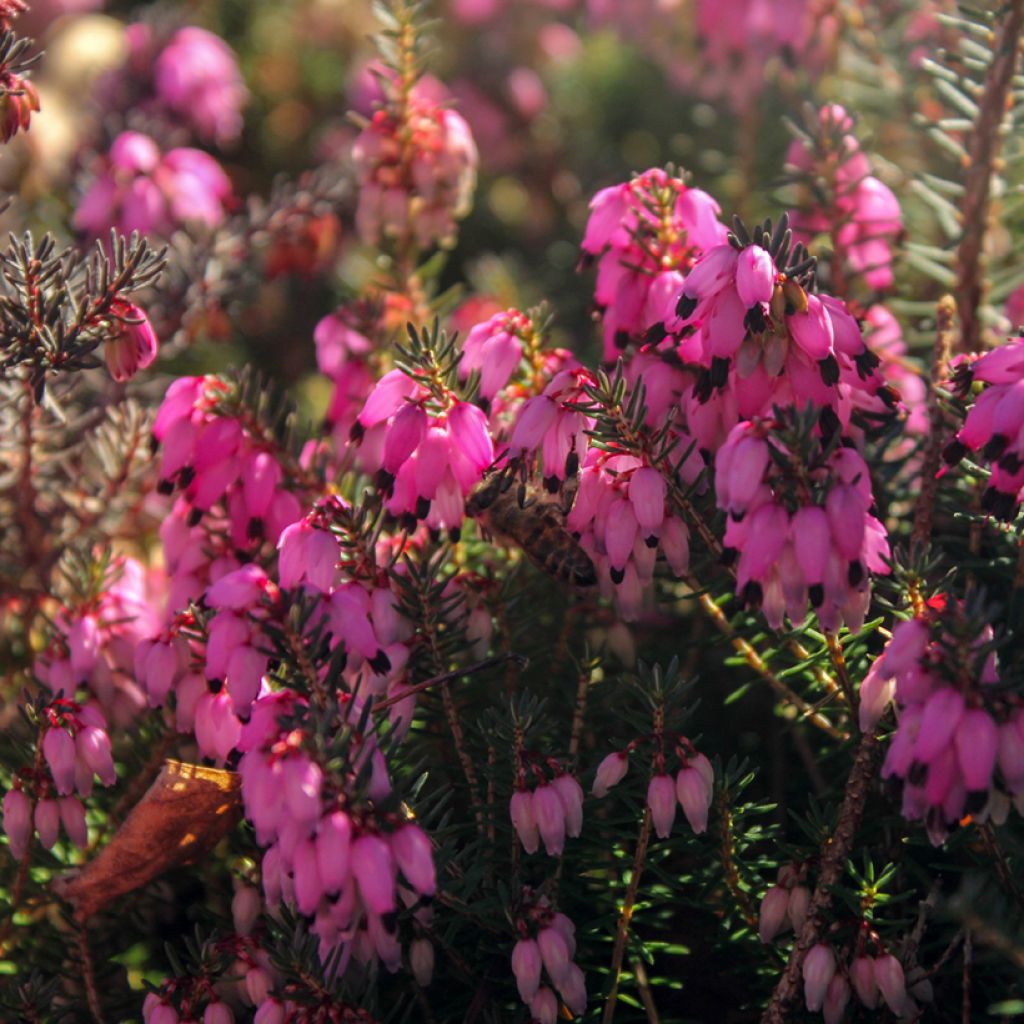 Schnee-Heide December Red - Erica carnea