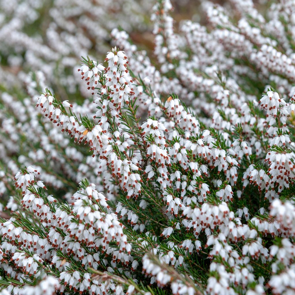 Bruyère Carnea Springwood White, Erica