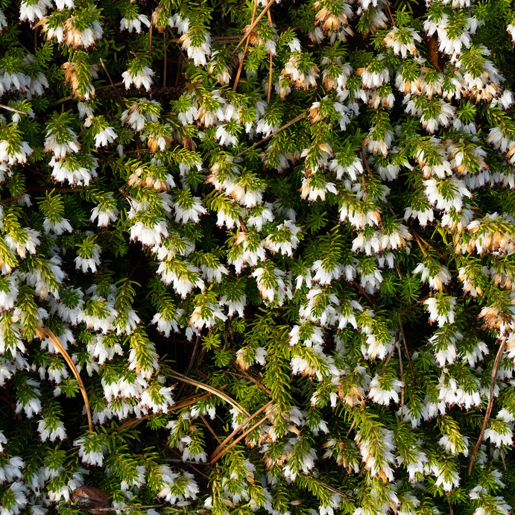 Schnee-Heide Springwood White - Erica carnea