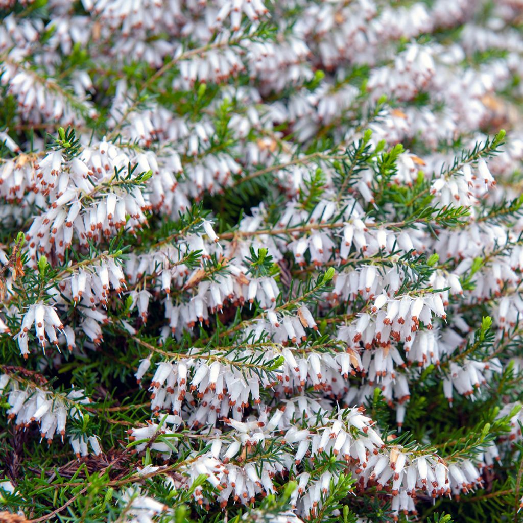 Schnee-Heide Springwood White - Erica carnea