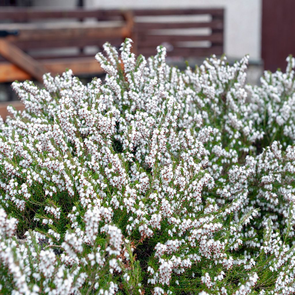 Schnee-Heide Springwood White - Erica carnea