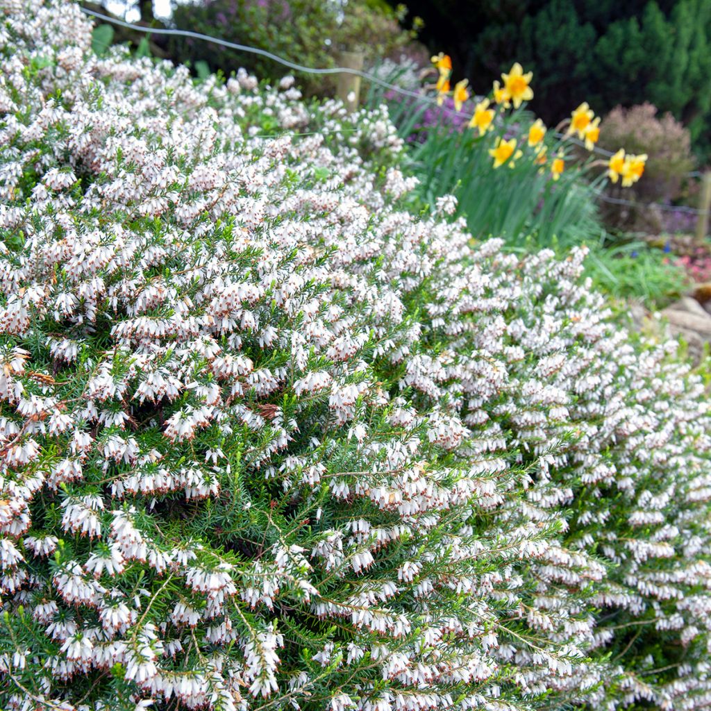 Schnee-Heide Springwood White - Erica carnea