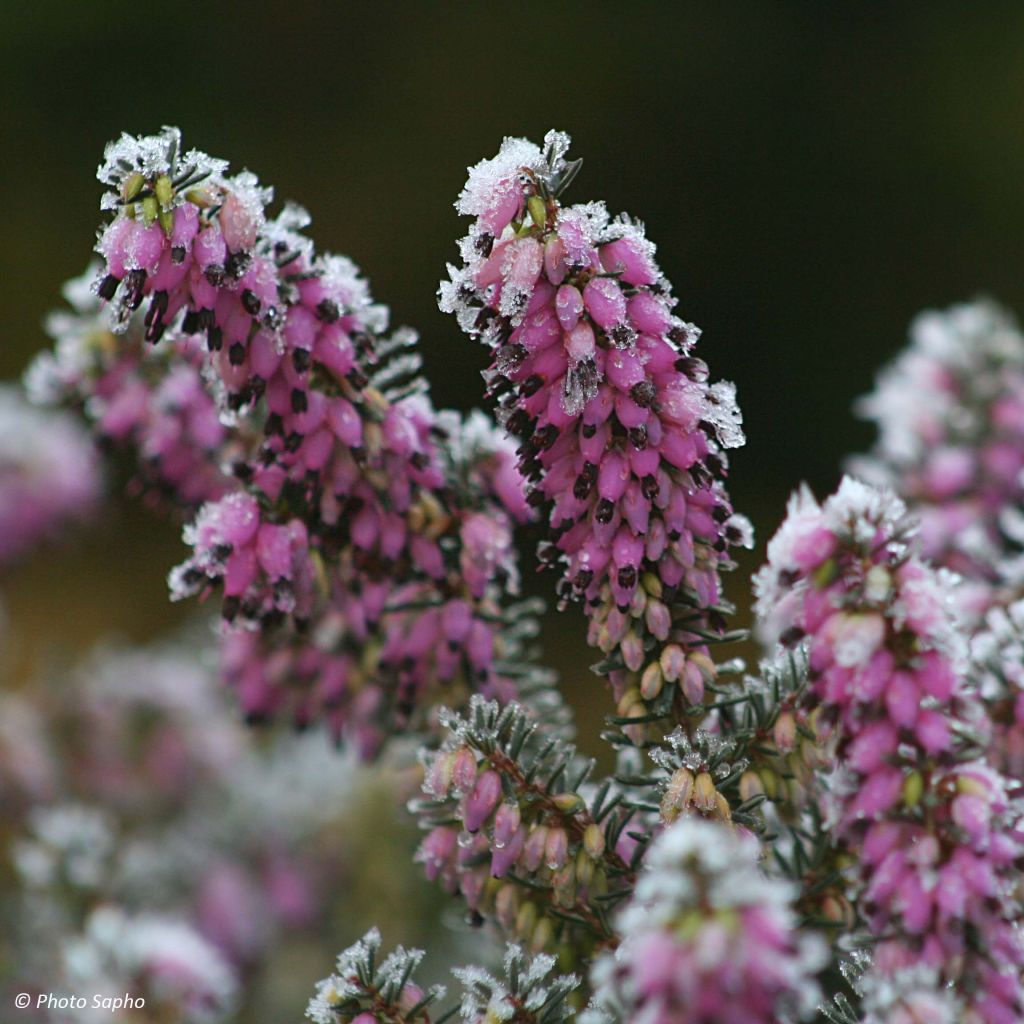 Winterblühende Heide Winter Belles Lucie - Erica darleyensis