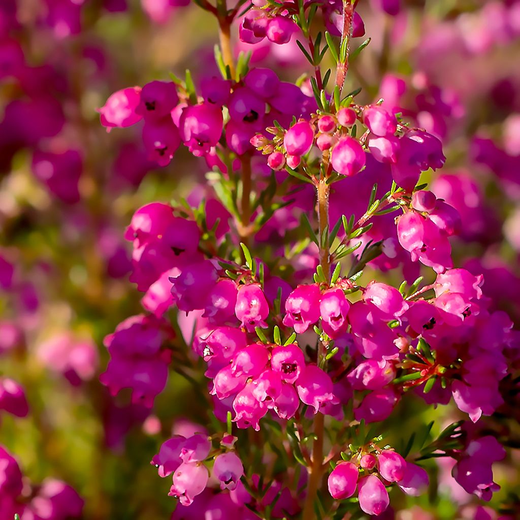 Graue Glocken-Heide C.D. Eason - Erica cinerea