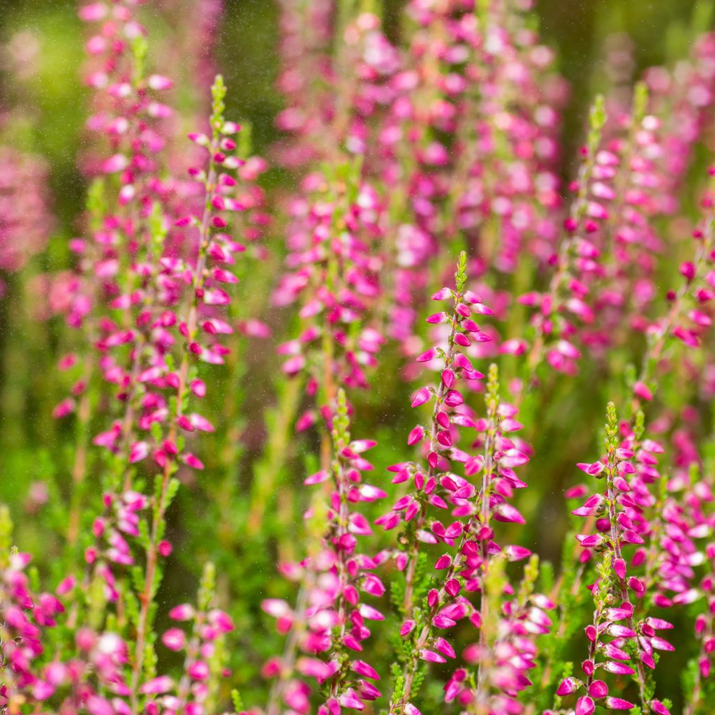 Graue Glocken-Heide C.D. Eason - Erica cinerea