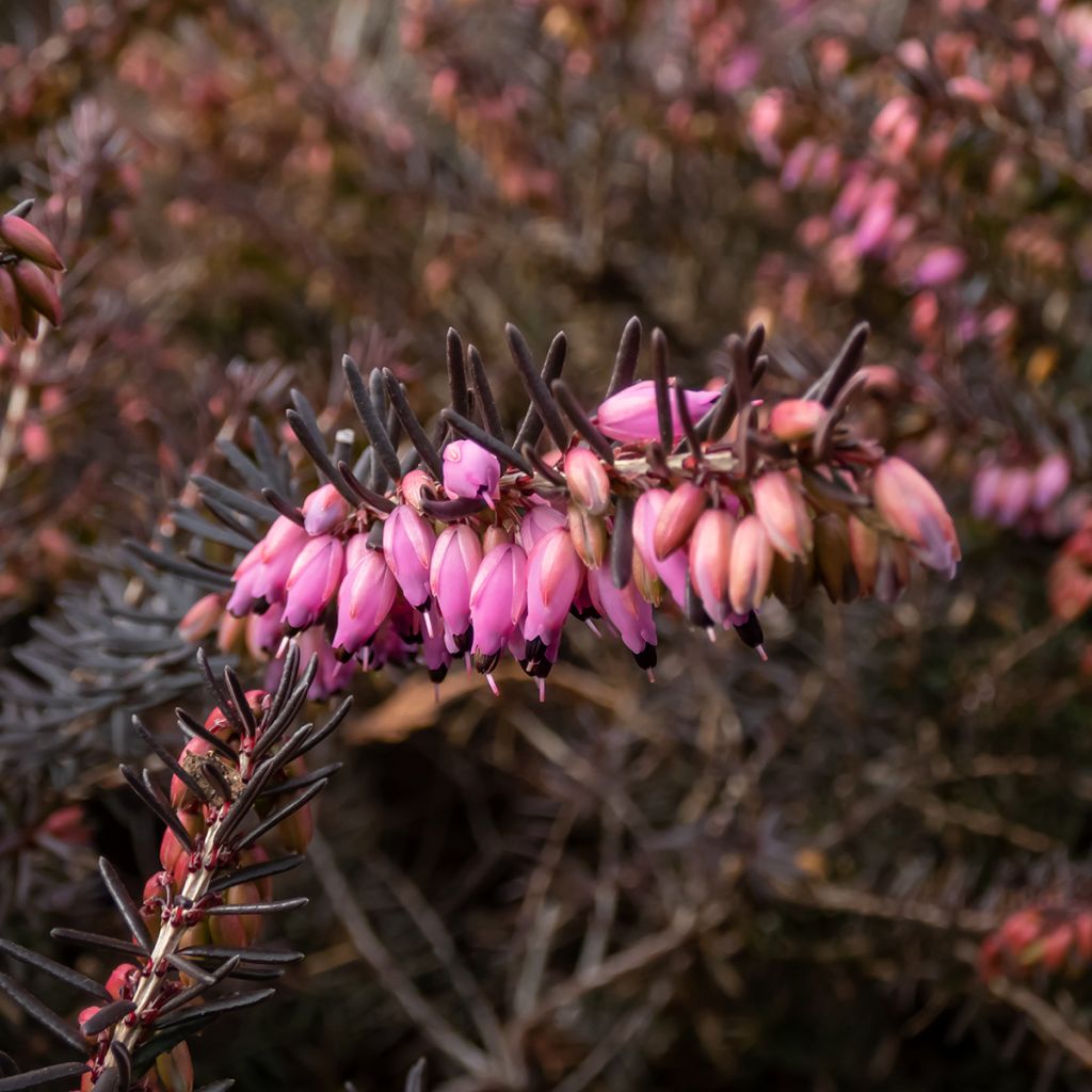 Winterblühende Heide Kramer's Rote - Erica darleyensis