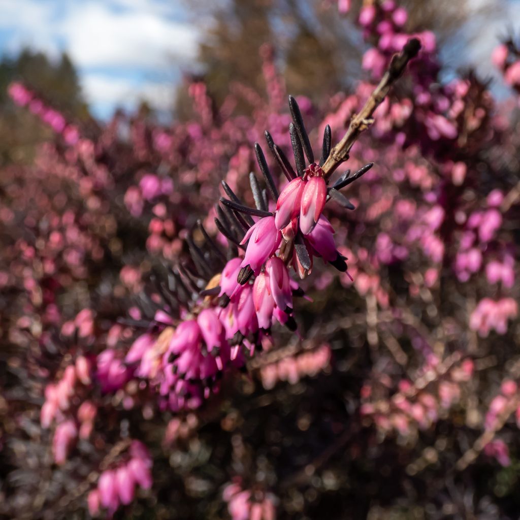 Winterblühende Heide Kramer's Rote - Erica darleyensis