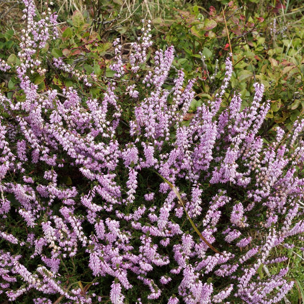 Besenheide Allegro - Calluna vulgaris