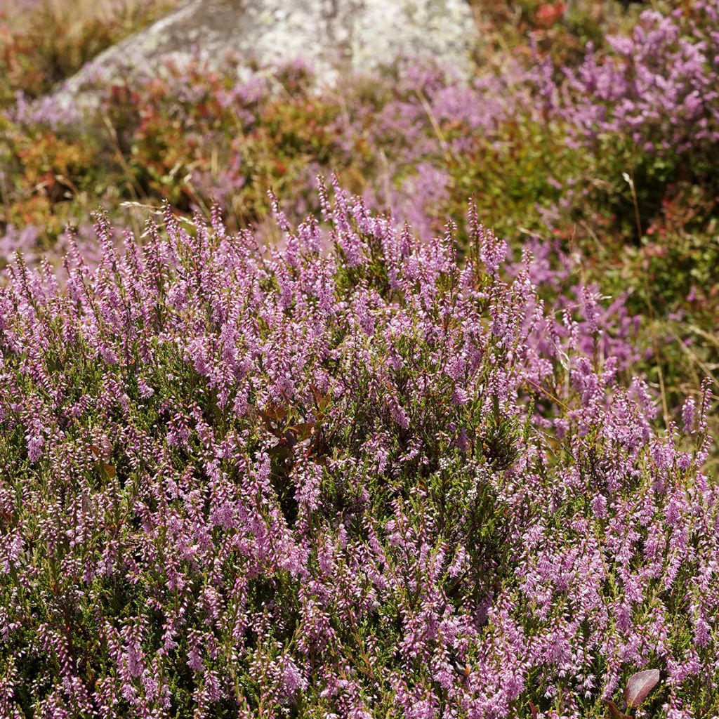 Besenheide Allegro - Calluna vulgaris