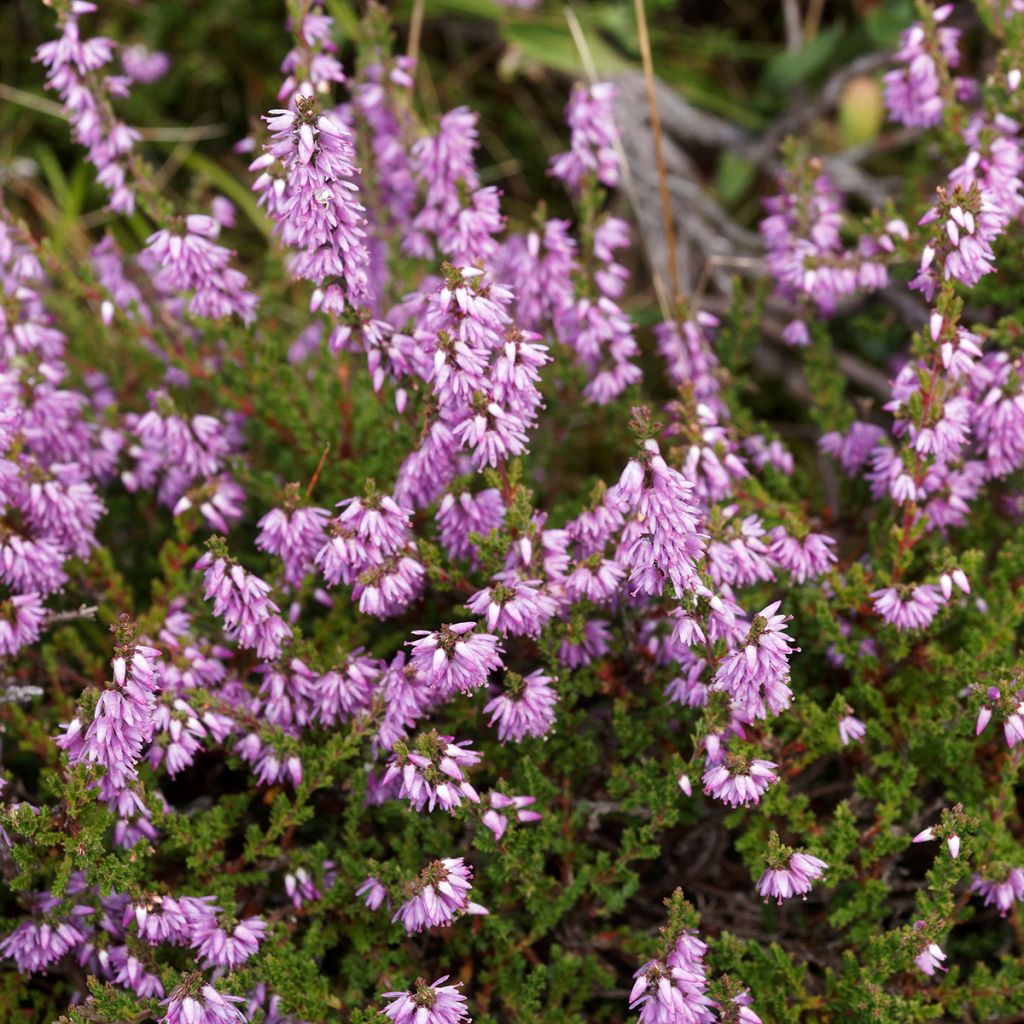 Besenheide Allegro - Calluna vulgaris