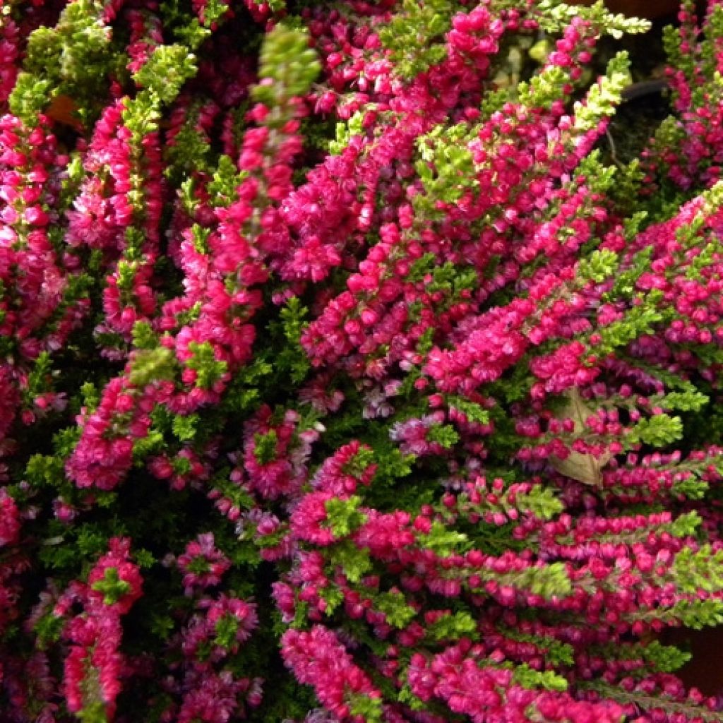 Besenheide Dark Beauty - Calluna vulgaris