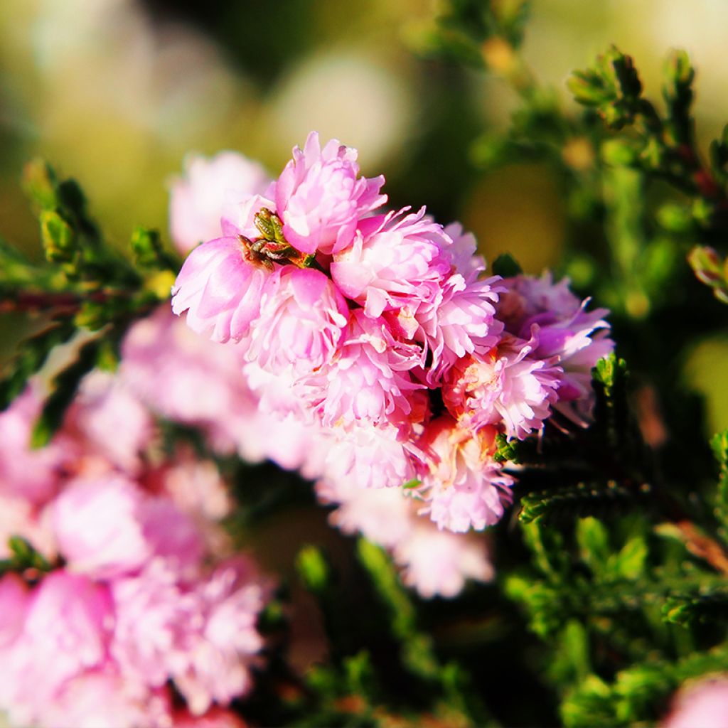 Besenheide H.E Beale - Calluna vulgaris