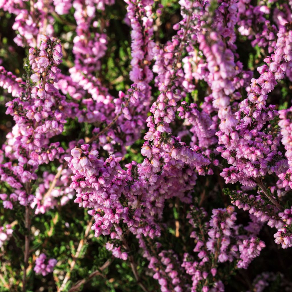 Besenheide H.E Beale - Calluna vulgaris