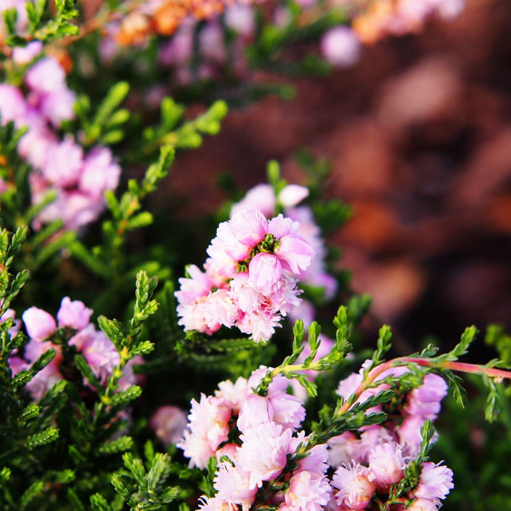 Besenheide H.E Beale - Calluna vulgaris