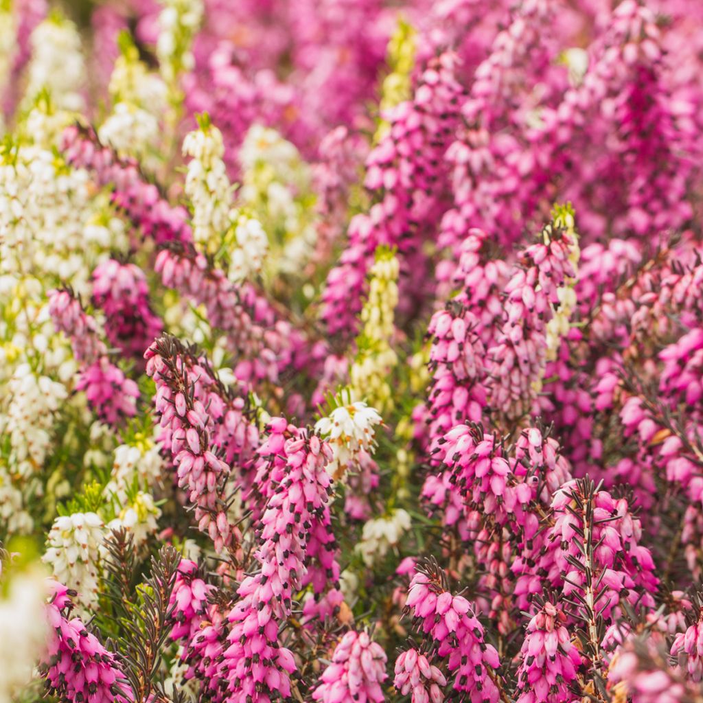 Besenheide Marlies - Calluna vulgaris