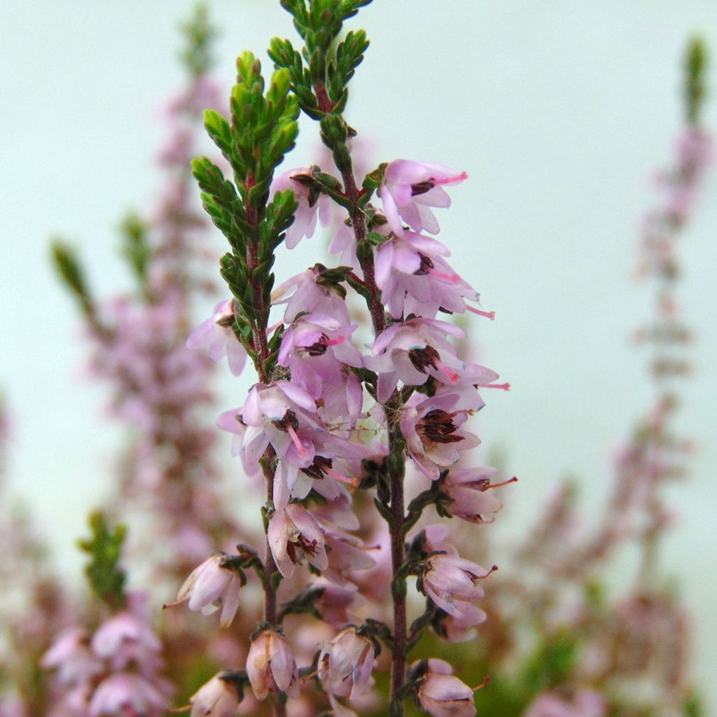 Besenheide Spring Torch - Calluna vulgaris