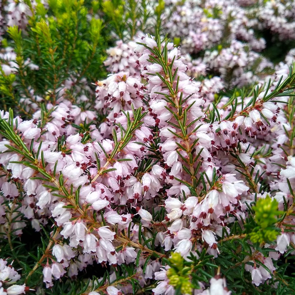 Winterblühende Heide Ghost Hills - Erica darleyensis