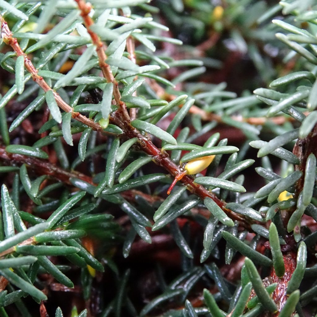 Bruyère d'Hiver - Erica x darleyensis Kramer's Rote