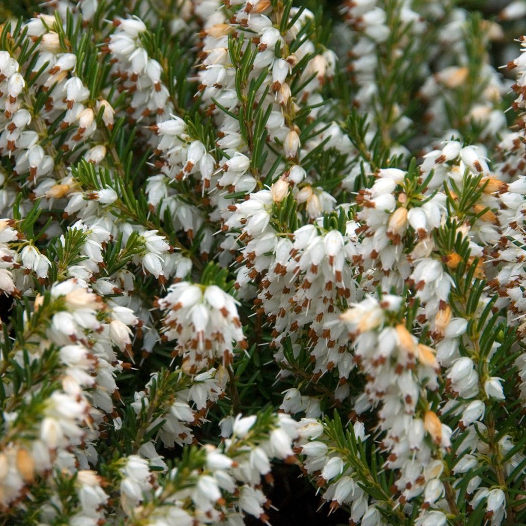 Winterblühende Heide Silberschmelze - Erica darleyensis