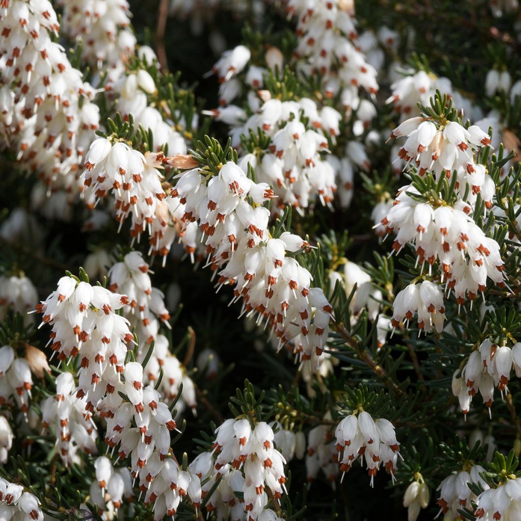 Winterblühende Heide Silberschmelze - Erica darleyensis