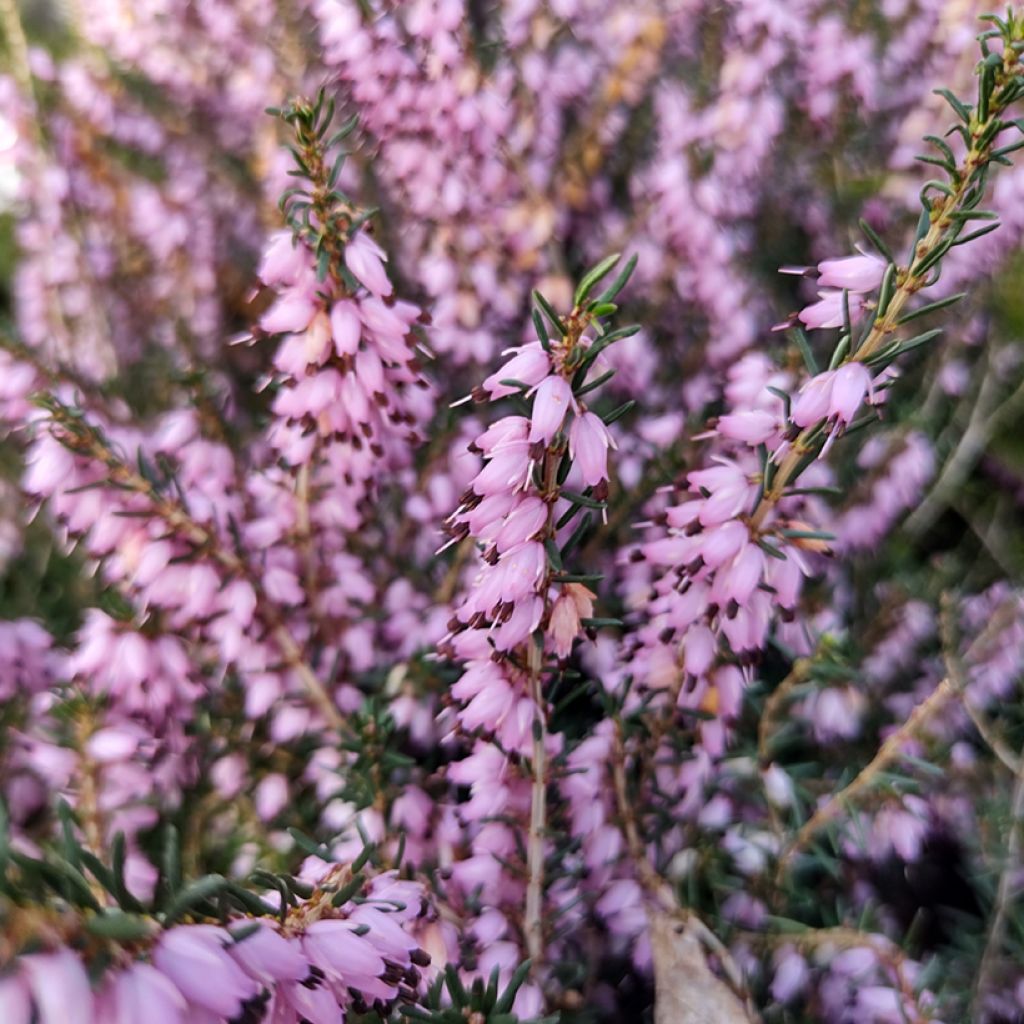 Winterblühende Heide Furzey - Erica darleyensis