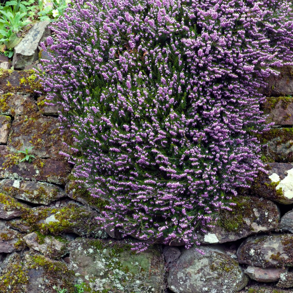 Winterblühende Heide Furzey - Erica darleyensis