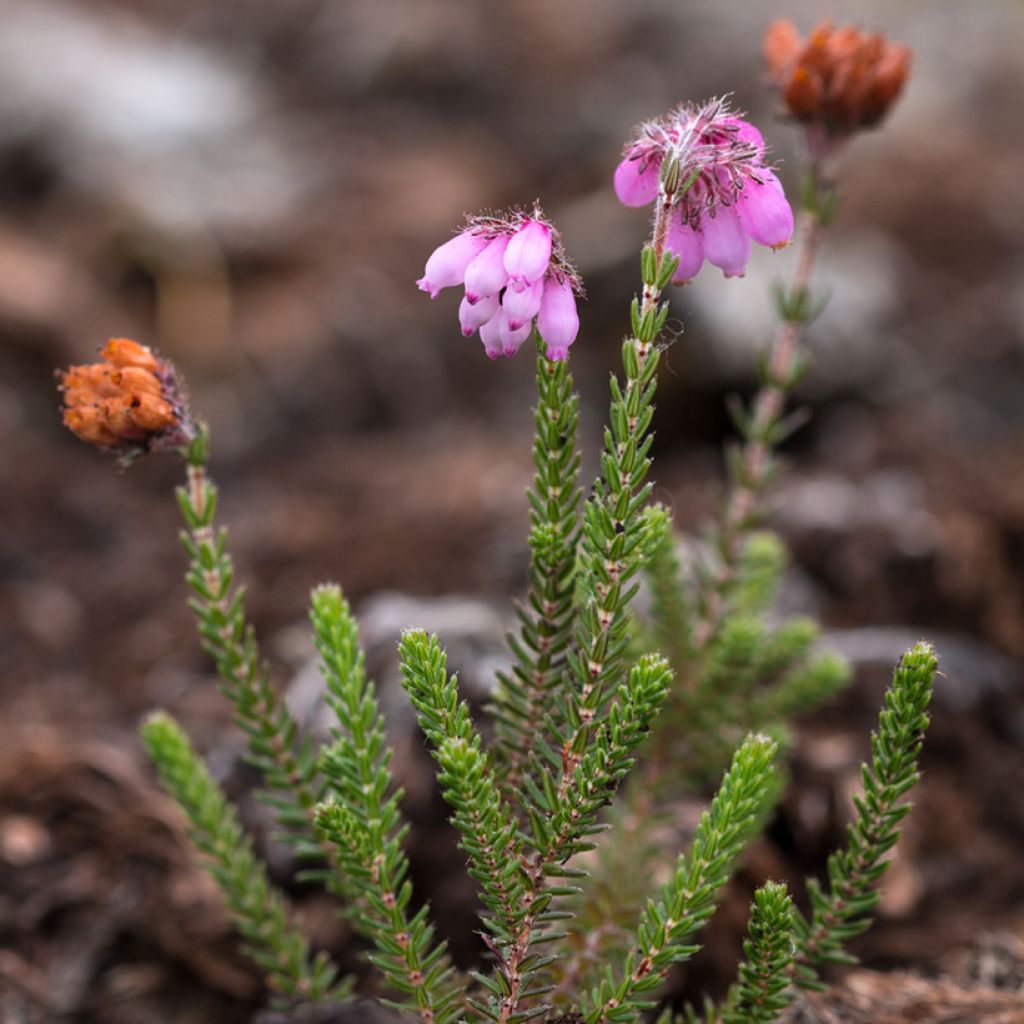 Echte Glocken-Heide Alba - Erica tetralix