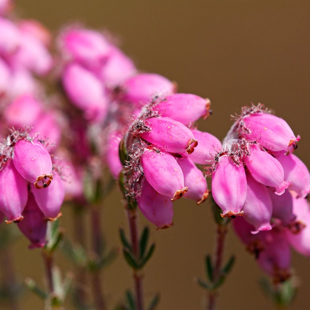 Echte Glocken-Heide Alba - Erica tetralix