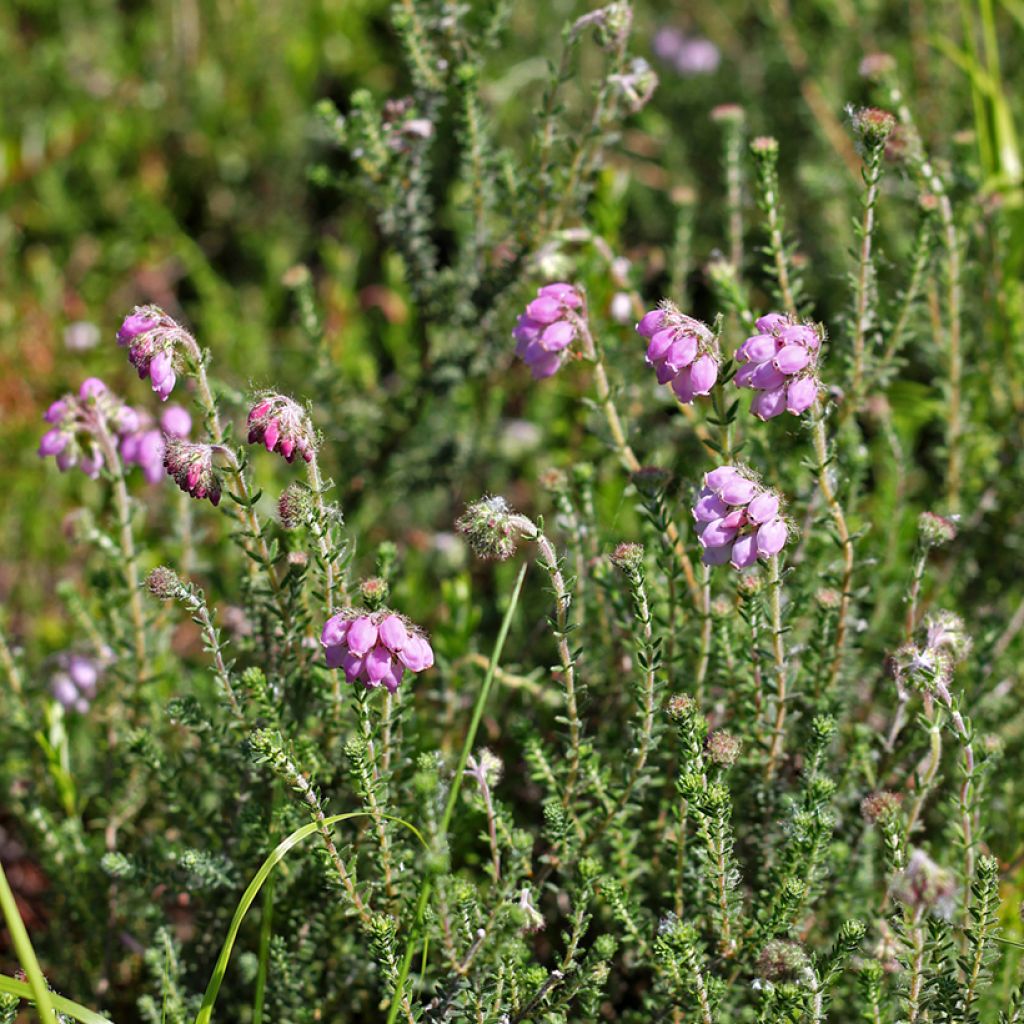 Echte Glocken-Heide Alba - Erica tetralix