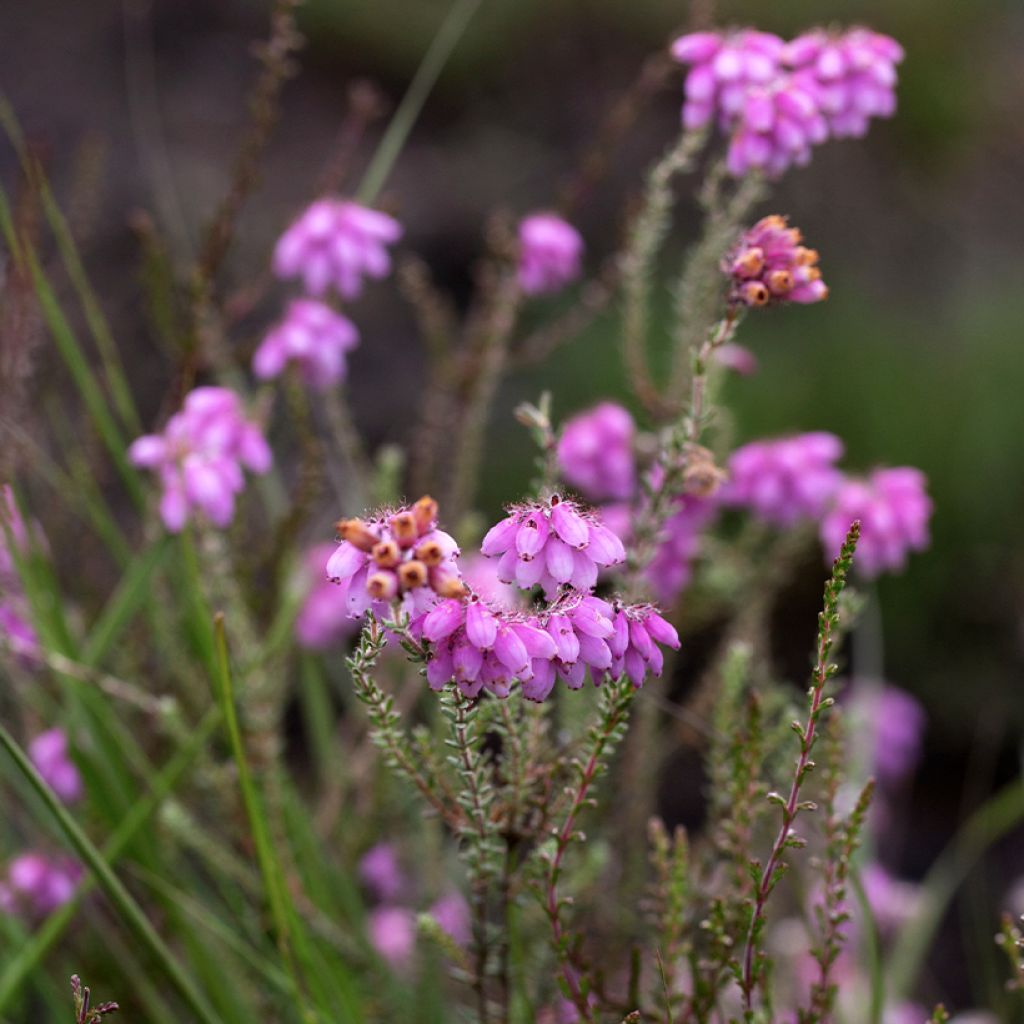 Echte Glocken-Heide Alba - Erica tetralix