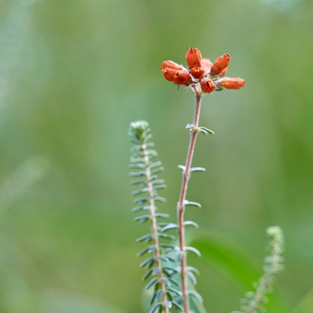 Echte Glocken-Heide Alba - Erica tetralix