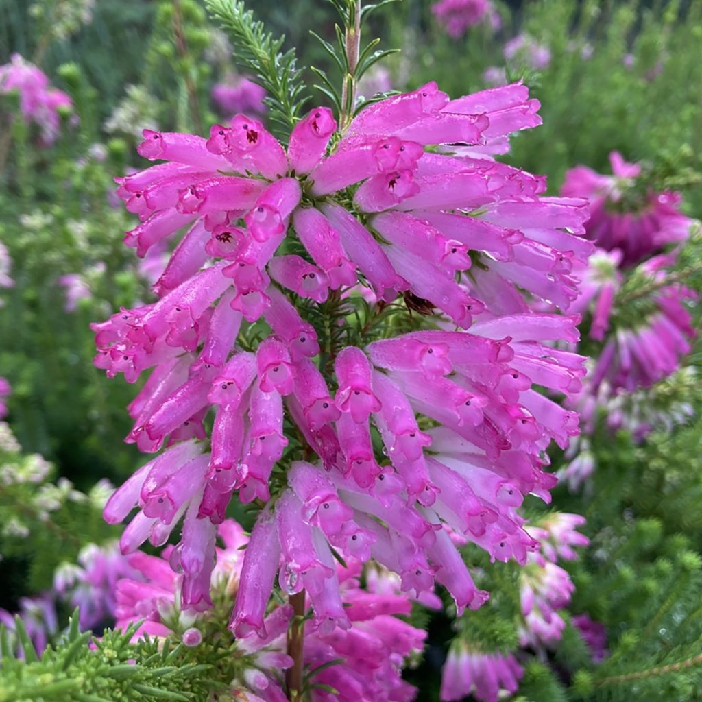 Bruyère du Cap - Erica verticillata