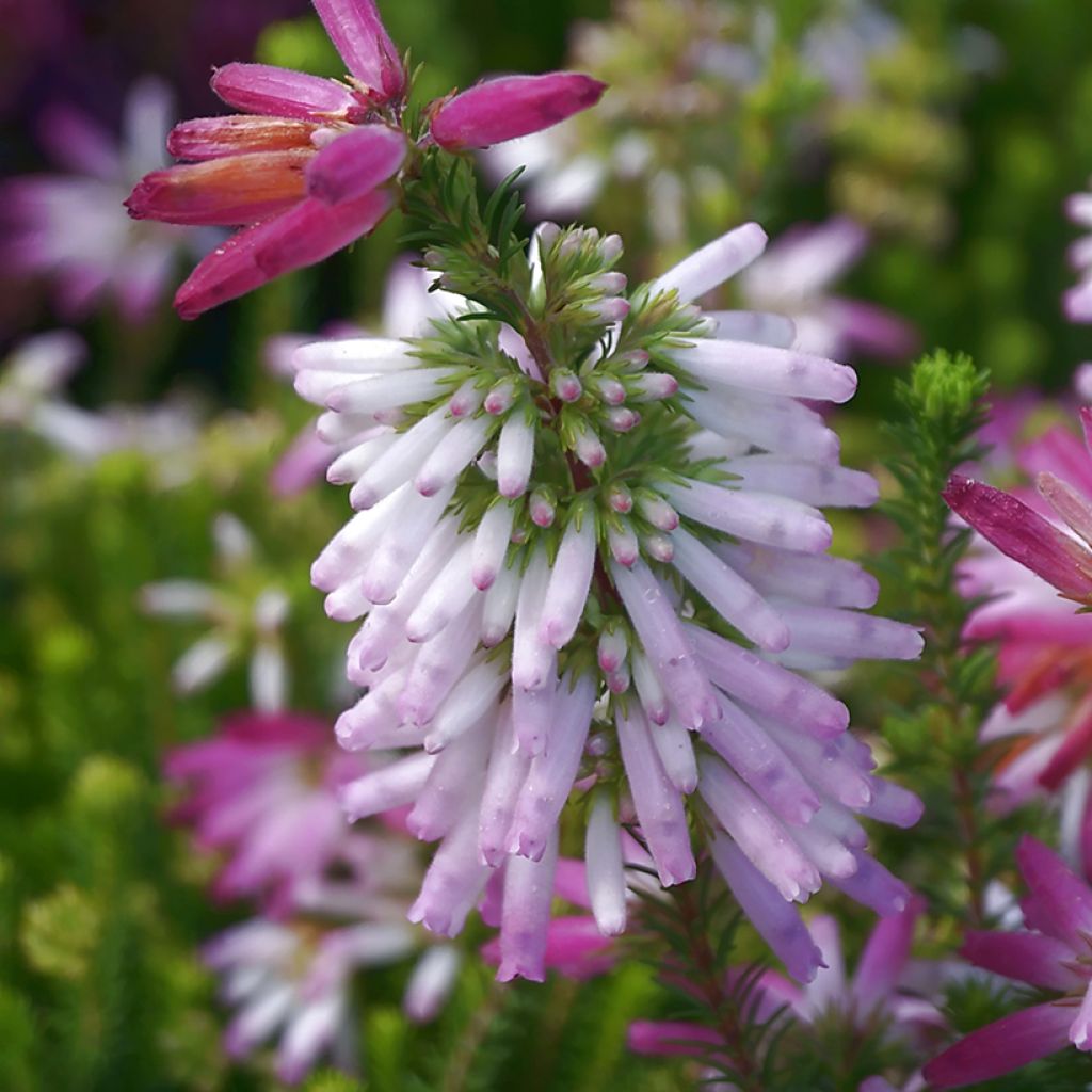 Heidekraut - Erica verticillata