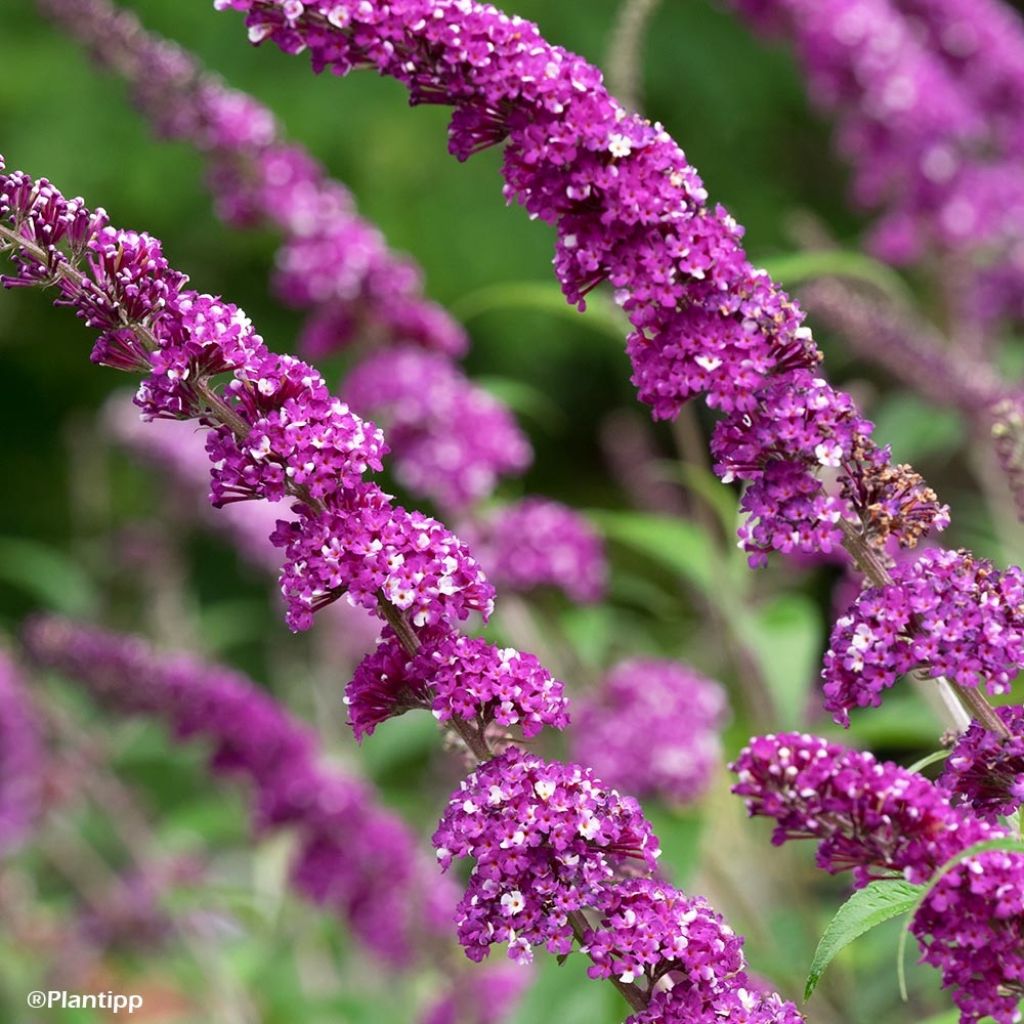 Buddleia Berries & Cream