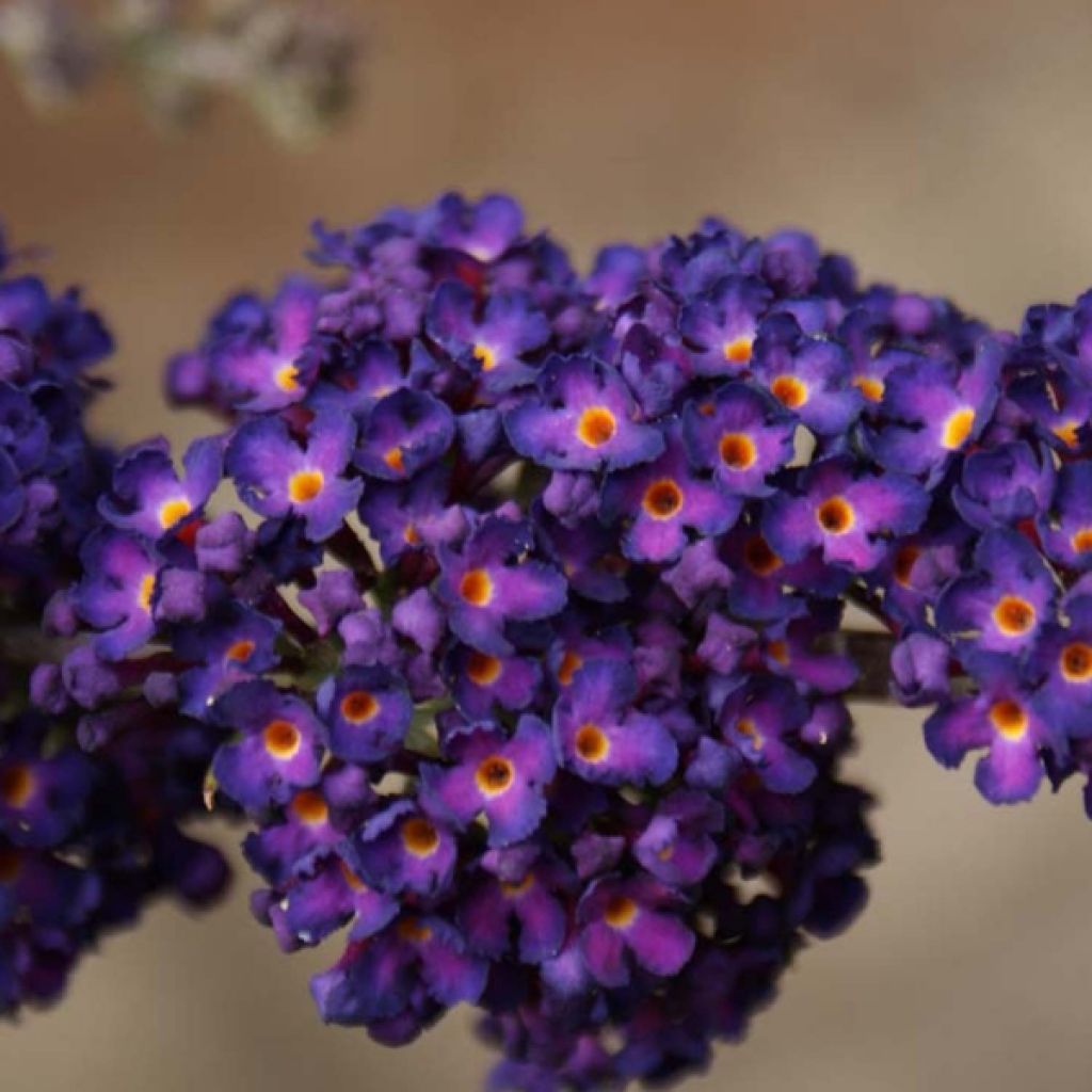 Buddleja davidii Black knight - Sommerflieder