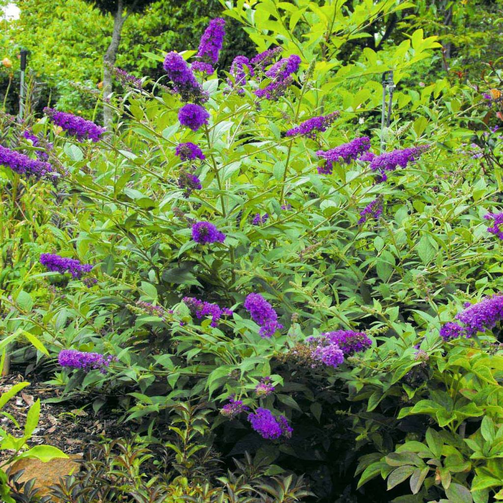 Buddleja Blue Chip - Sommerflieder