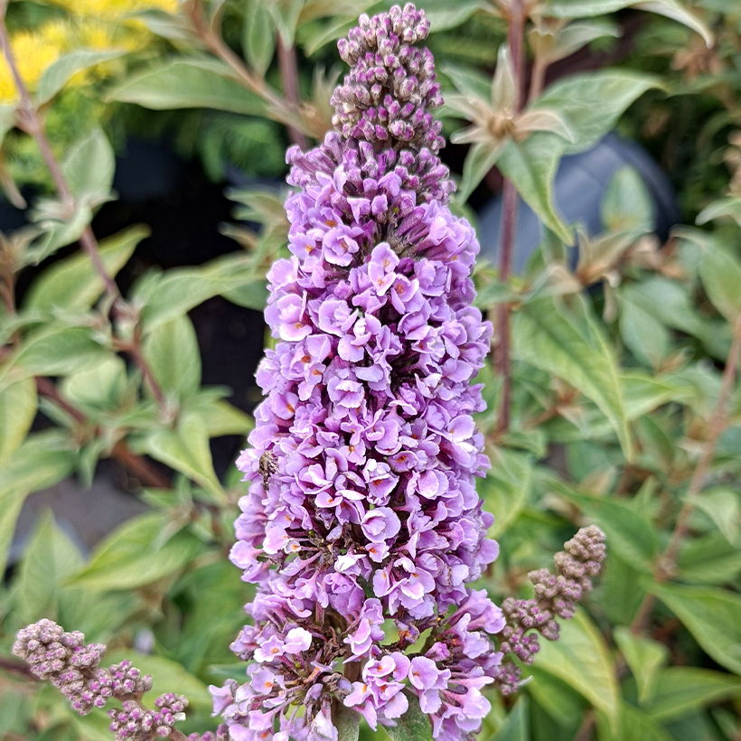 Buddleia Blue Chip - Arbre aux papillons nain