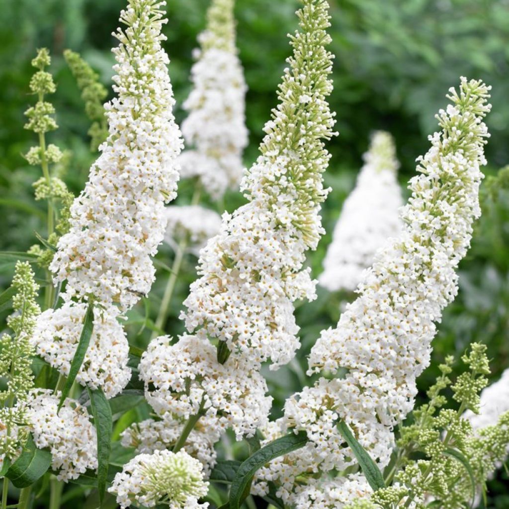 Buddleia Butterfly Tower White - Sommerflieder