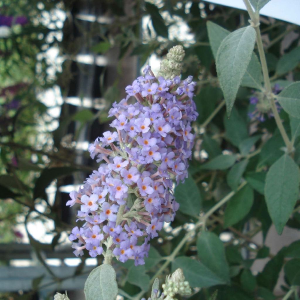 Buddleja Lochinch - Sommerflieder