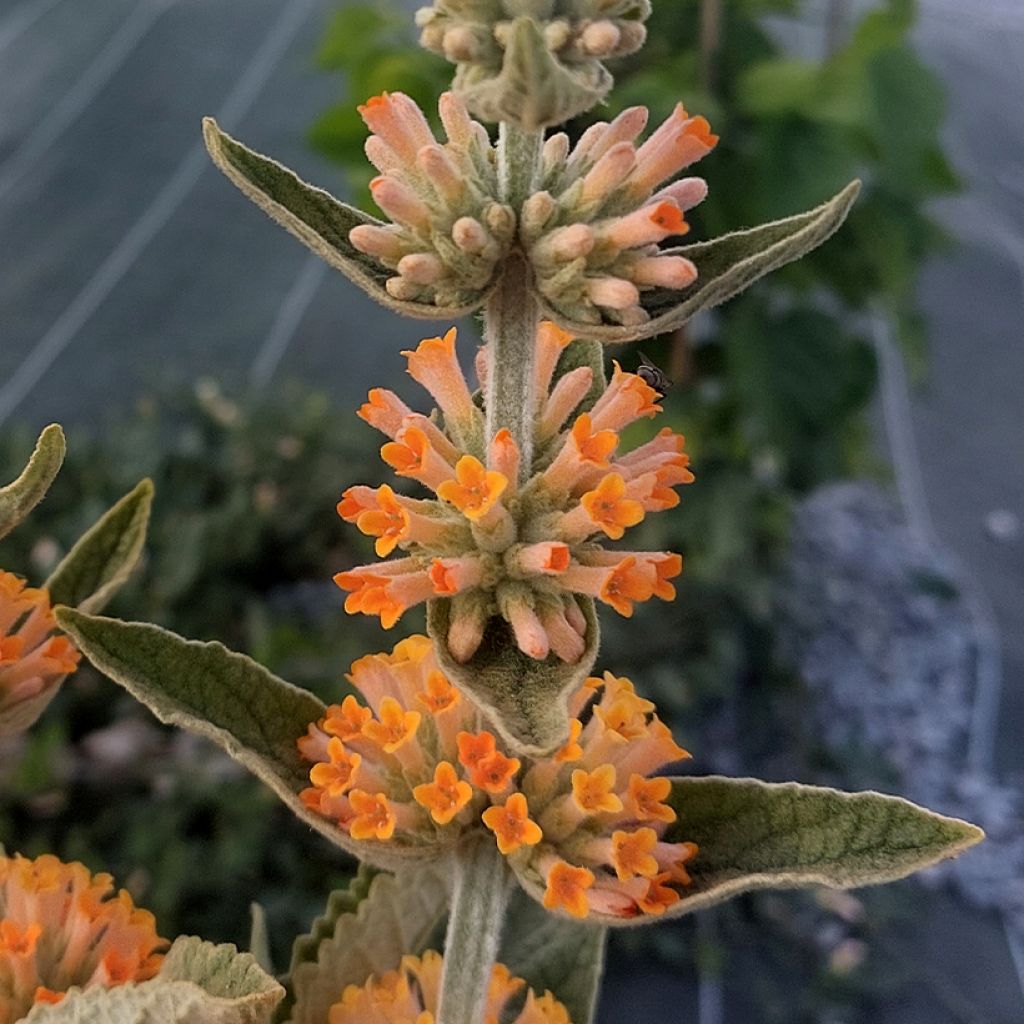 Buddleja Orange Sceptre - Sommerflieder