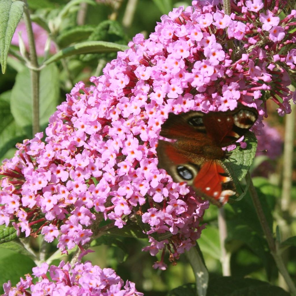 Buddleja davidii Pink Panther - Sommerflieder