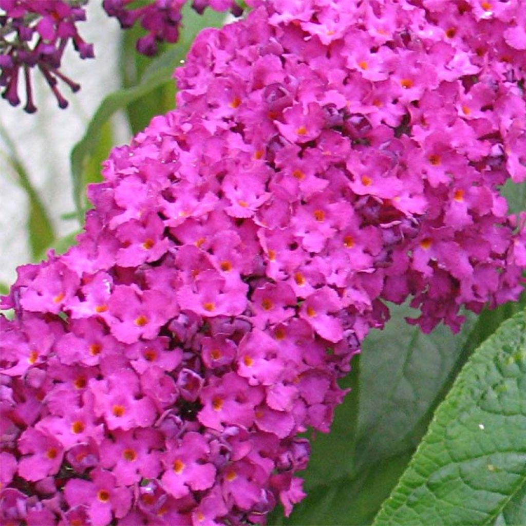 Buddleia Royal Red - Arbre aux papillons rouge.