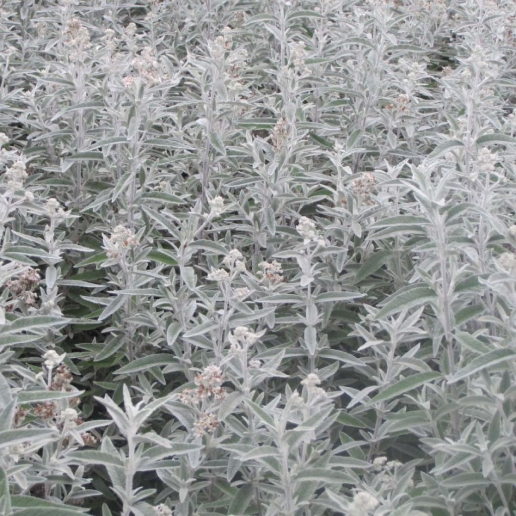 Buddleja Silver Anniversary - Sommerflieder